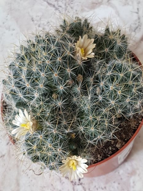 Mammillaria prolifera - Cactusi si plante suculente 2017-2018-2019