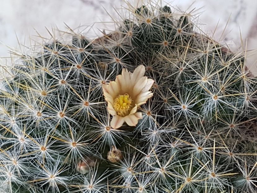  - Cactusi si plante suculente 2017-2018-2019