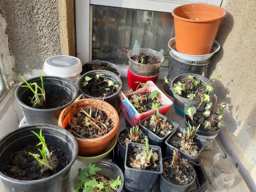 hemerocallis, iedera, irisi siberieni - Pepiniera din balcon