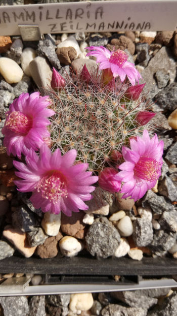 15.03.2019 - Mammillaria zeilmanniana