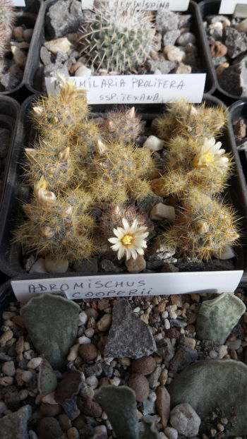 15.03.2019 - Mammillaria prolifera ssp texana