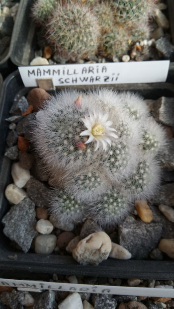 09.03.2019 - Mammillaria schwarzii