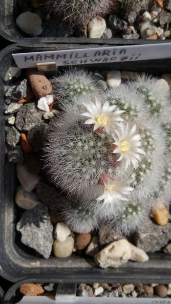 15.03.2019 - Mammillaria schwarzii