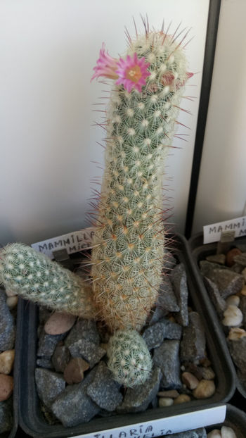 11.03.2019 - Mammillaria microhelia