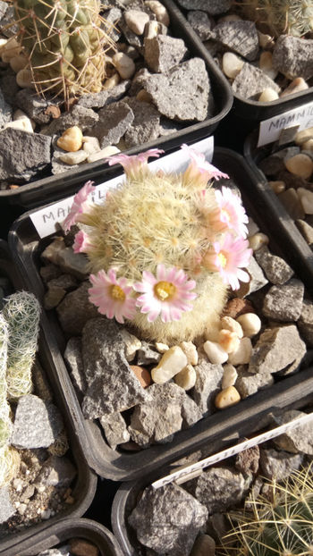 12.03.2019 - Mammillaria carmenae hb