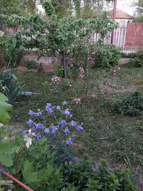 IMG-20180430-WA0007 - Gradina mea 2018