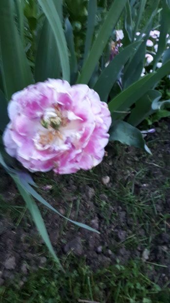 IMG-20180430-WA0029 - Gradina mea 2018