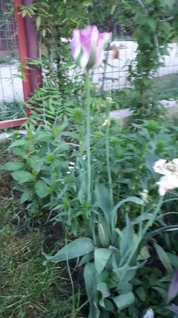 IMG-20180430-WA0031 - Gradina mea 2018