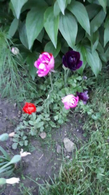 IMG-20180430-WA0035 - Gradina mea 2018