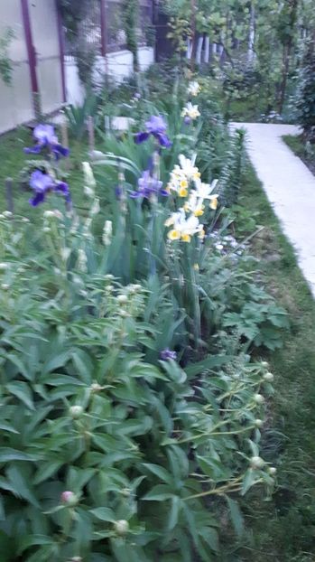 IMG-20180430-WA0037 - Gradina mea 2018