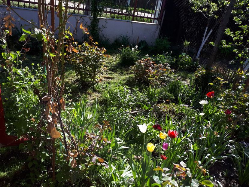  - Gradina mea 2018