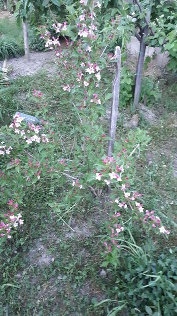 IMG-20180501-WA0022 - 2 Gradina mea 2018