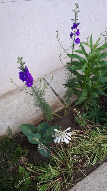 IMG-20180603-WA0016 - 2 Gradina mea 2018