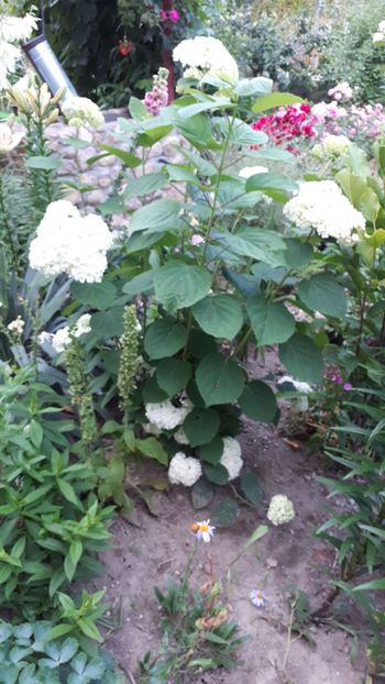 IMG-20180609-WA0020 - 2 Gradina mea 2018