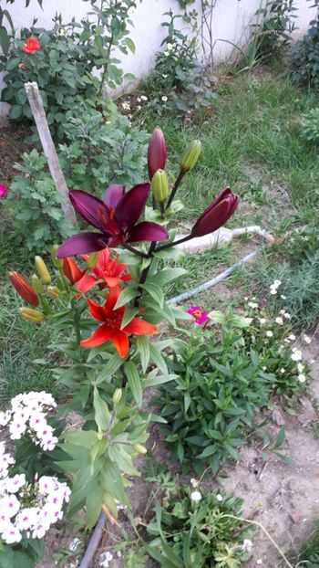 IMG-20180609-WA0032 - 2 Gradina mea 2018