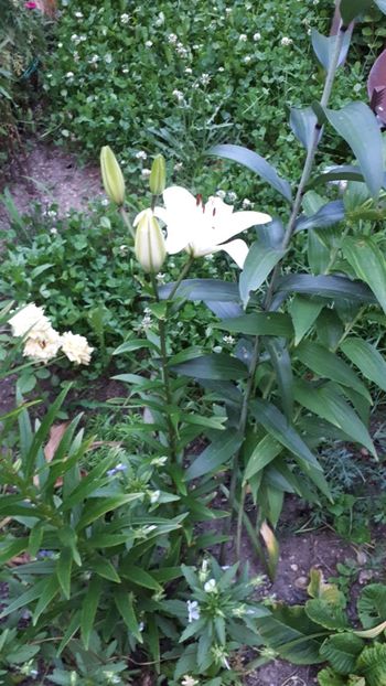 IMG-20180609-WA0042 - 2 Gradina mea 2018