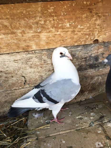 23DCAABE-27F6-45ED-8B2E-0CBB26626F3C - vanduti