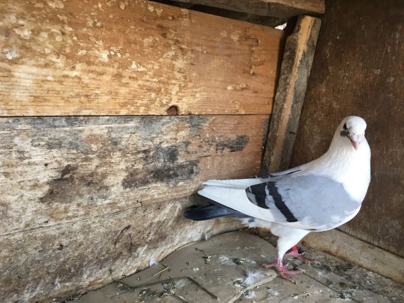 2E90B0BB-38FA-4958-9062-CB1319E694F7 - vanduti