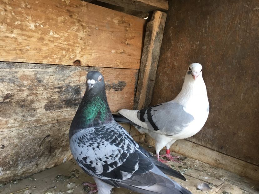 C90EE54F-E34D-4EB1-B7FD-78FC4D196D5C - vanduti