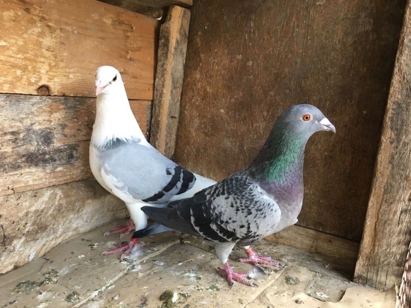 8935B40B-30A6-41C8-B62C-312D19CCD2FA - vanduti