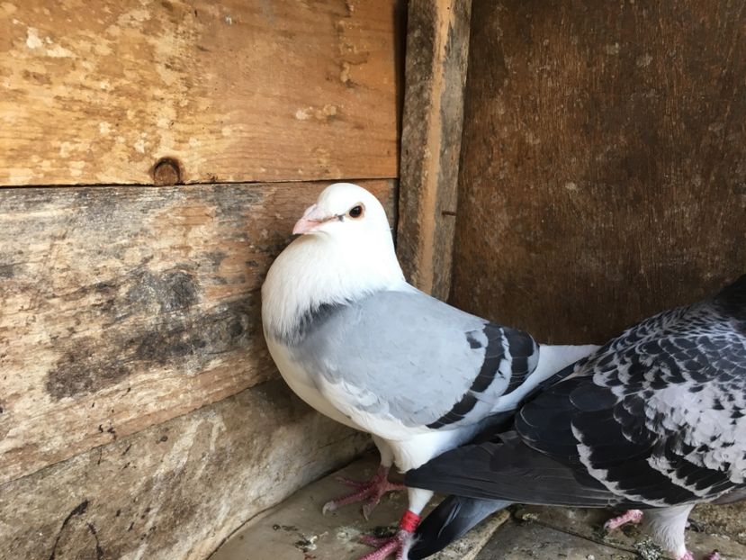 C0D177C3-5BBD-4259-B1A9-56F96B3FF4CC - vanduti