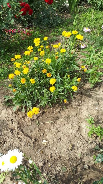 IMG-20180527-WA0174 - Trandafiri si altele 2018