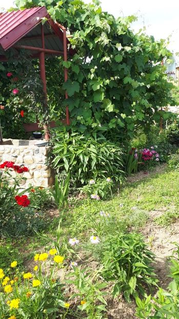 IMG-20180527-WA0178 - Trandafiri si altele 2018