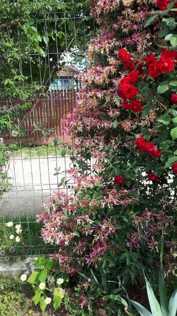 IMG-20180527-WA0180 - Trandafiri si altele 2018