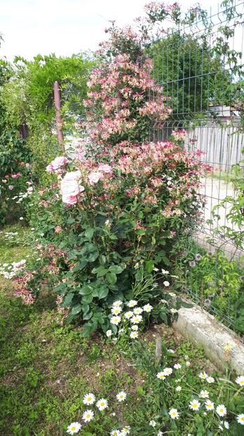 IMG-20180527-WA0182 - Trandafiri si altele 2018