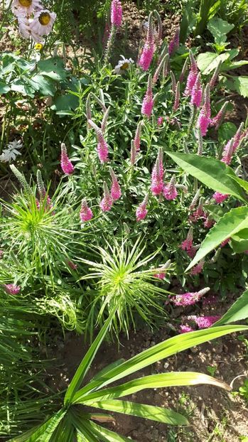 IMG-20180527-WA0188 - Trandafiri si altele 2018