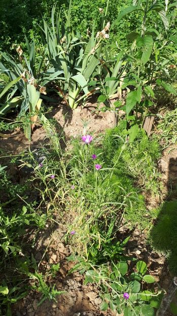 IMG-20180527-WA0148 - Trandafiri si altele 2018