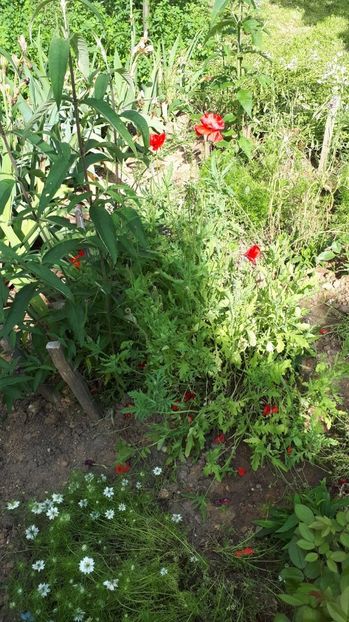 IMG-20180527-WA0146 - Trandafiri si altele 2018