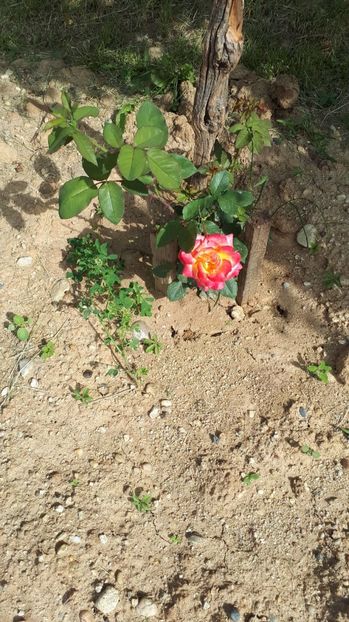 IMG-20180527-WA0132 - Trandafiri si altele 2018