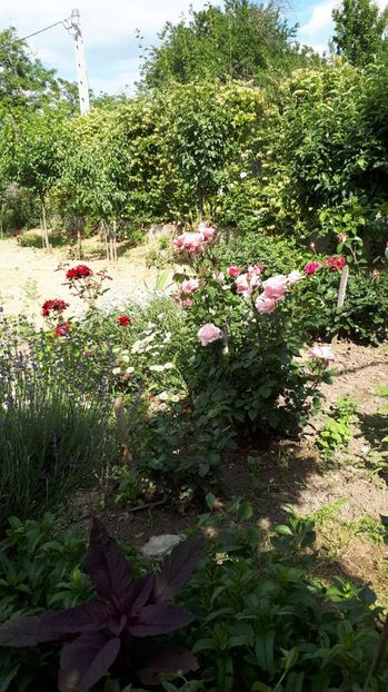 IMG-20180527-WA0118 - Trandafiri si altele 2018