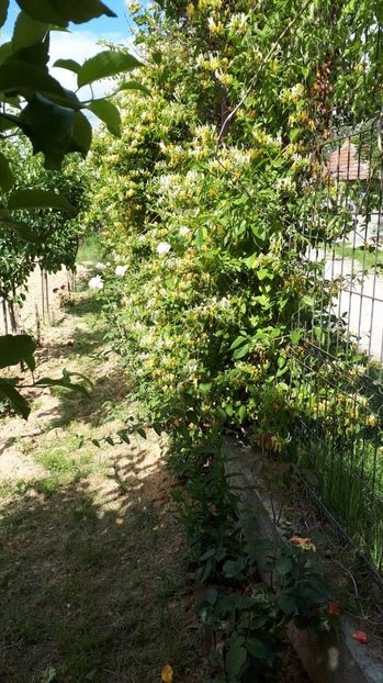 IMG-20180527-WA0120 - Trandafiri si altele 2018