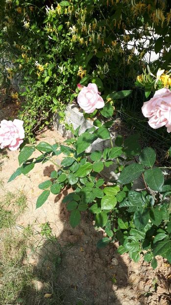 IMG-20180527-WA0126 - Trandafiri si altele 2018