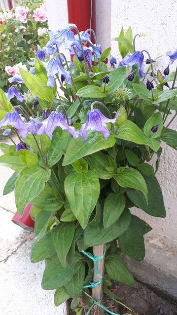 IMG-20180527-WA0088 - Trandafiri si altele 2018