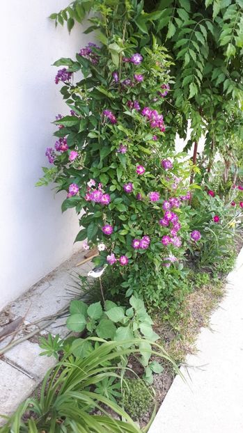 IMG-20180527-WA0090 - Trandafiri si altele 2018