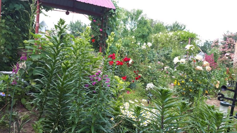 IMG-20180527-WA0092 - Trandafiri si altele 2018