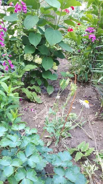 IMG-20180527-WA0094 - Trandafiri si altele 2018