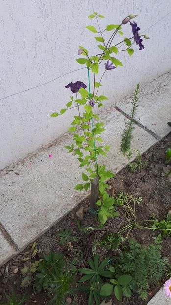 IMG-20180527-WA0102 - Trandafiri si altele 2018