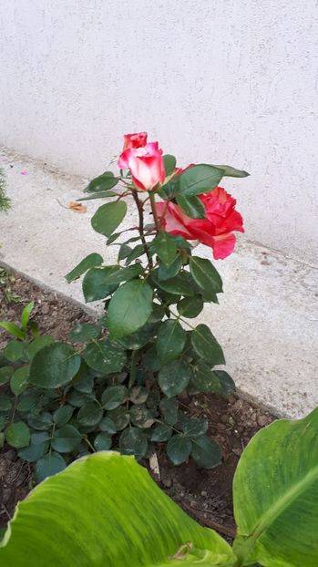 IMG-20180527-WA0104 - Trandafiri si altele 2018