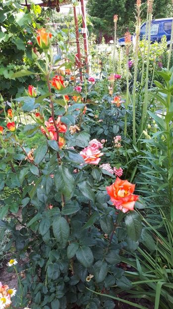 IMG-20180527-WA0108 - Trandafiri si altele 2018