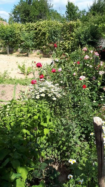 IMG-20180527-WA0110 - Trandafiri si altele 2018