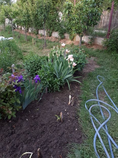 IMG-20180501-WA0008 - Trandafiri si altele 2018