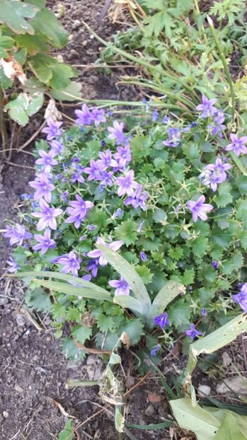 IMG-20180527-WA0008 - Trandafiri si altele 2018