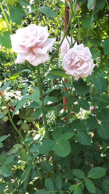 IMG-20180527-WA0030 - Trandafiri si altele 2018