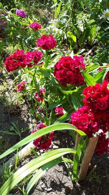 IMG-20180527-WA0034 - Trandafiri si altele 2018