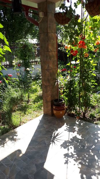 IMG-20180527-WA0038 - Trandafiri si altele 2018