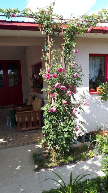 IMG-20180527-WA0042 - Trandafiri si altele 2018